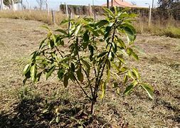 Image result for Top Working Avocado Tree