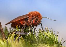 Image result for Tiger Moth Insect