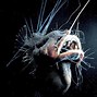 Image result for Esca AnglerFish