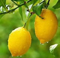 Image result for Dwarf Lemon Tree Indoor