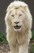 Image result for White Lion Angry