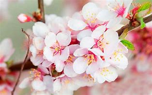 Image result for Cherry Blossom Flower