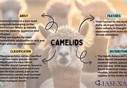 Image result for Camelids