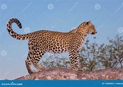 Image result for Leopard Standing