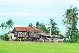 Image result for Sawah Padi Kampung