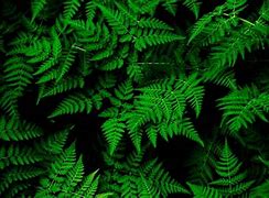 Image result for Leaf Wallpaper