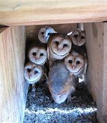 Image result for Barn Owl Nest Box Patterns