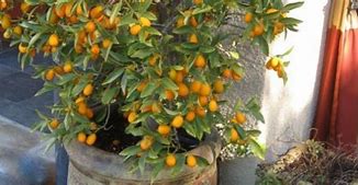 Image result for Kumquat Fruit Tree Fertilizer