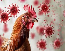 Image result for Bird Wit Bird Flu