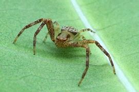 Image result for Arizona Crab Spider