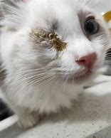 Image result for Crusty Eyes Cat