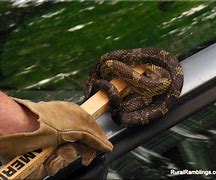 Image result for Snake Vs. Car