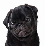 Image result for Cute Black Pug Pictures