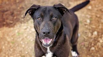 Image result for German Shepherd Lab Mix