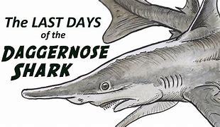 Image result for Flapnose Houndshark