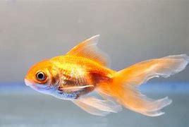 Image result for Goldfish Stock Image