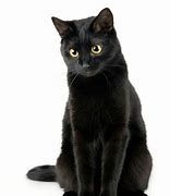 Image result for Black Cat with Shades