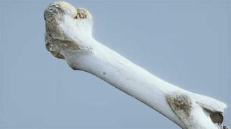 Image result for Animal Leg Bone Identification