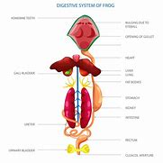 Image result for Frog Digestive System Diagram Labeled