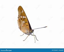 Image result for Butterfly Closed Wings Black and Red