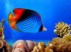 Image result for Coral Reef Fish