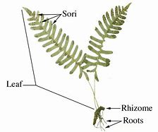 Image result for Fern Sori Diagram