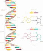 Image result for Double Helix Circle Black and White