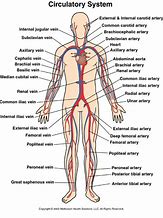 Image result for Arteries in Circulatory System