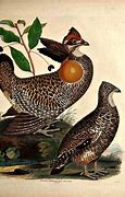 Image result for Heath Hen