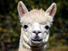 Image result for Wild Lama Photos