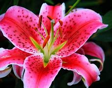 Image result for Stargazer Lily