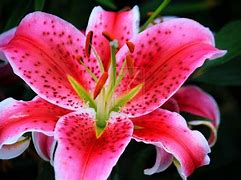 Image result for Stargazer Lily Black and White