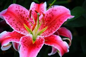 Image result for Orange Stargazer Lily