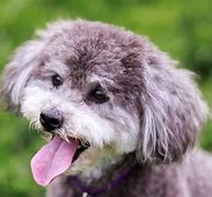 Image result for Poodle Terrier Mix