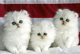 Image result for Three Cats Black and White