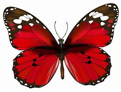 Image result for Red Butterfly Animated