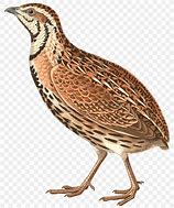 Image result for Quail Pixabay ABC