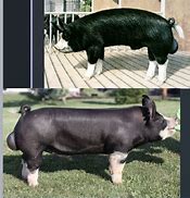 Image result for Swine Sow Giant