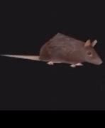 Image result for Horizontally Spinning Rat