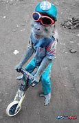 Image result for Monkey Riding Cat