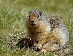 Image result for Breads of Gopher