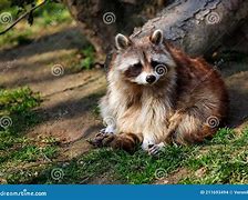 Image result for Prime Raccoon Body