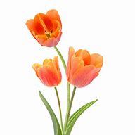 Image result for Orange Tulip Flower