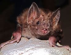 Image result for Dracula Vampire Bat