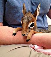 Image result for Dik Dik Eyes