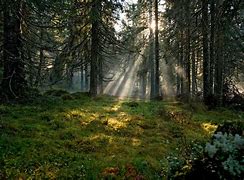 Image result for Swedish Forest