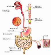 Image result for Digestive Tract