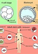 Image result for Unipotent Stem Cells