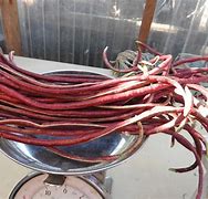 Image result for Yard Long Beans