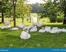 Image result for Inn Den Geese